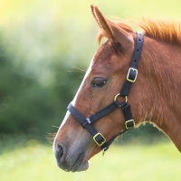 SHIRES Недоуздок для жеребят, черный